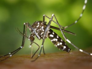 zanzara tigre in thailandia