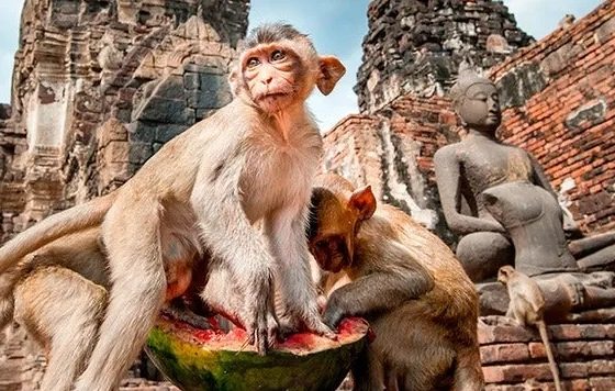 thailandia andare da Bangkok a Lopburi